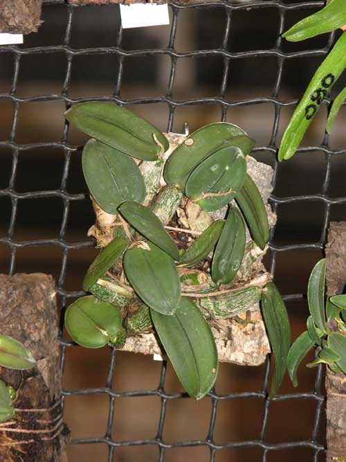 Фото Орхидеи Sophronitis cernua