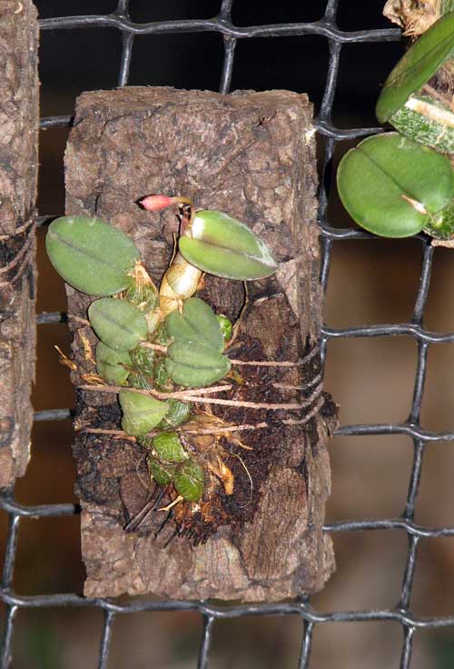 Фото орхидеи Орхидея Sophronitis cernua var. mineira