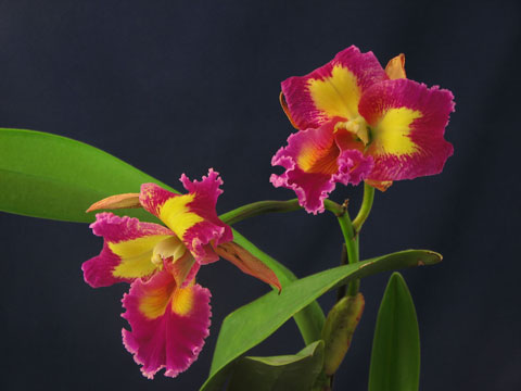 Цветущая орхидея каттлея