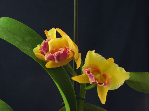 Фото орхидеи Cattleya