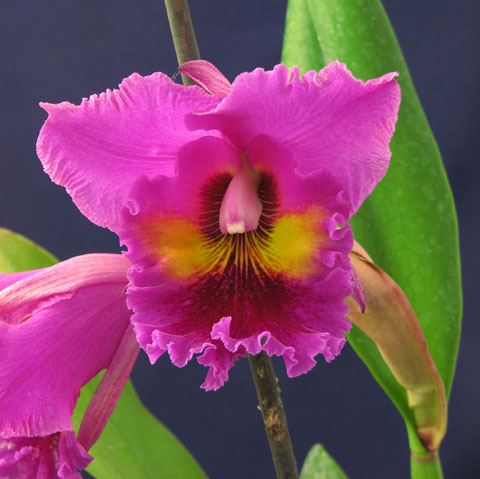 Орхидея Cattleya фото
