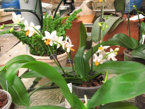 Фото орхидеи Phalaenopsis Mini Mark