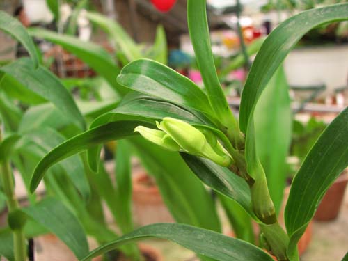 Фото орхидеи Dendrobium sanderae