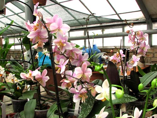 Фото орхидеи Phalaenopsis Philadelphia. Цветущий Phalaenopsis Philadelphia