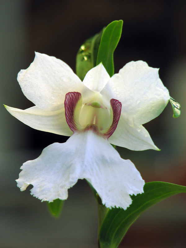 Как цветет орхидея Dendrobium sanderae фото