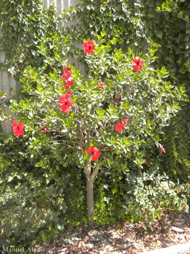Clásico Rojo.JPG