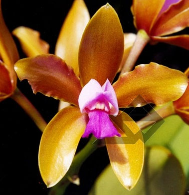 Фото орхидеи C. guttata bronze sem pintas 'Carlitus'