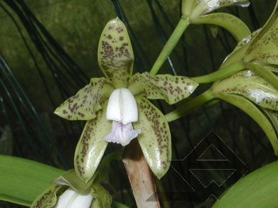 Фото орхидеи C. guttata coerulea 'AWZ'