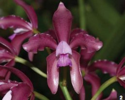 Фото орхидеи Cattleya guttata ‘Rose Dream’