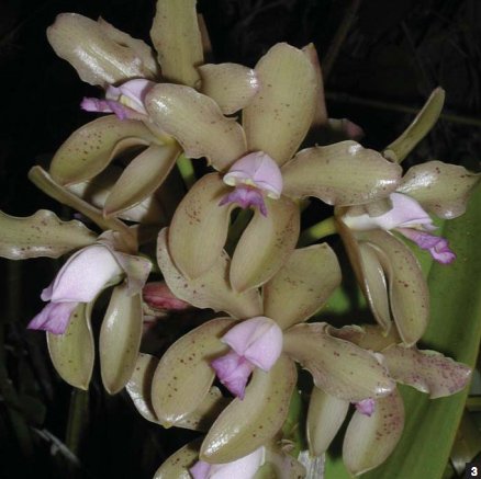 Фото орхидеи Cattleya guttata ‘Mangue Seco’