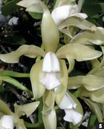 Фото орхидеи Cattleya guttata ‘Edelweiss’