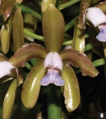 Фото орхидеи Cattleya guttata var. caerulea ‘Monte Verde’