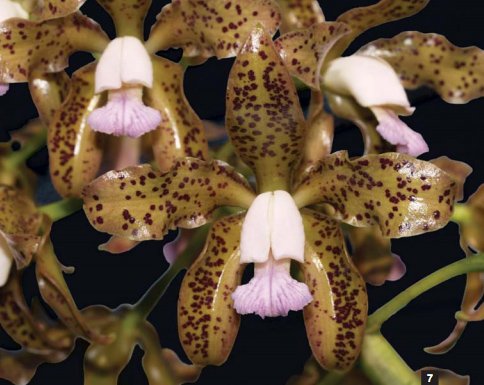 Фото орхидеи Cattleya guttata ‘Guarany’