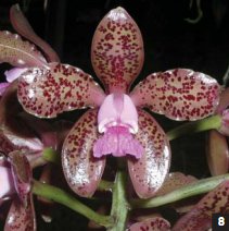 Фото орхидеи Cattleya guttata ‘Vitoria’