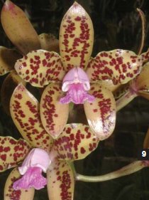 Фото орхидеи Cattleya guttata ‘Espirito Santo’