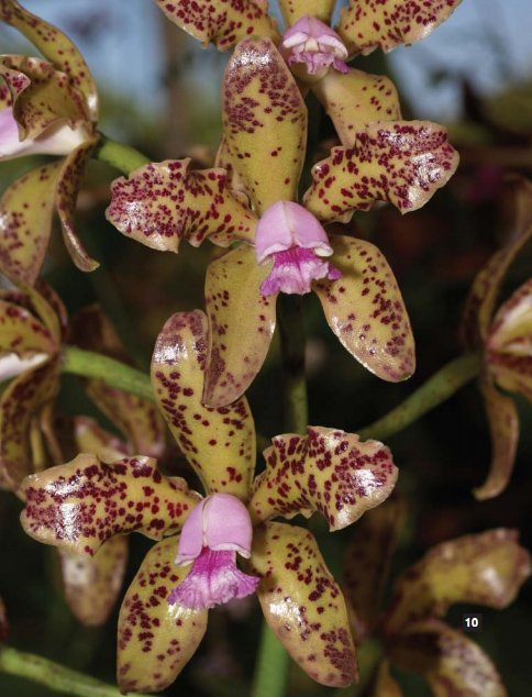 Фото орхидеи Cattleya guttata ‘Labelo Manchado’