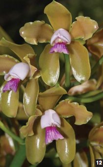 Фото орхидеи Cattleya guttata ‘Onca Parda’