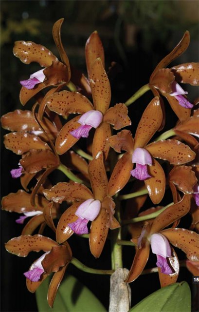 Фото орхидеи Cattleya guttata ‘Analia’