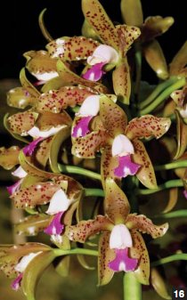 Фото орхидеи Cattleya guttata ‘Graciosa’