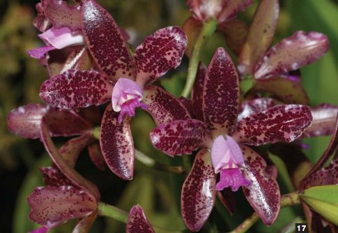 Фото орхидеи Cattleya guttata ‘Pontal’