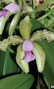 Фото орхидеи Cattleya guttata ‘Degredo’