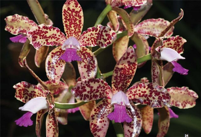 Фото орхидеи Cattleya guttata ‘Linhares’