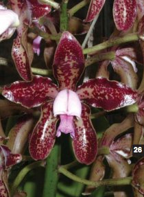 Фото орхидеи Cattleya guttata ‘Pintosa’