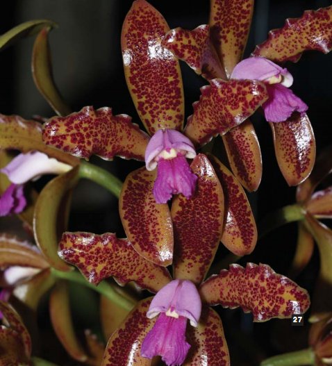 Фото орхидеи Cattleya guttata ‘Ipora’