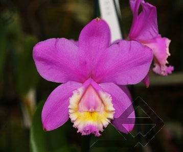 Фото орхидеи C. harrisoniana 'Z-533'