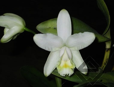 Фото орхидеи C. harrisoniana alba 'Marajá'