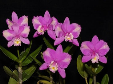 Фото орхидеи C. harrisoniana trilabelo