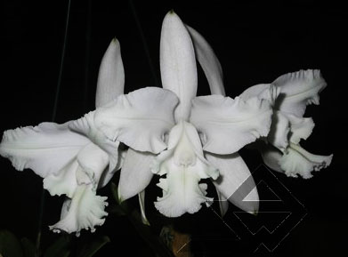 Фото орхидеи Cattleya intermedia alba pelorica 'AWZ'