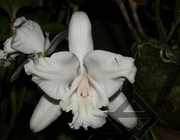 Фото орхидеи C. intermedia aquini alba 'Sublime'
