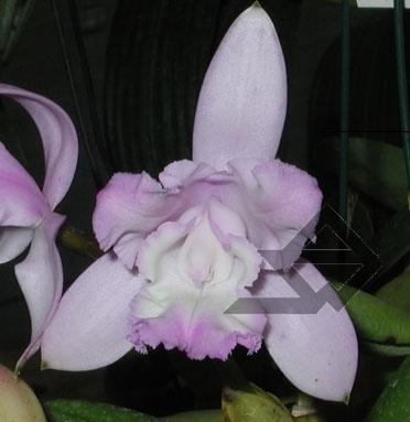 Фото орхидеи C. intermedia aquini rosea-concolor XXX
