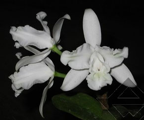 Фото орхидеи C. intermedia aquini alba 'Superba' XXX