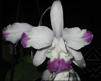 Фото орхидеи C. intermedia caerulea aquini flamea 'AWZ'