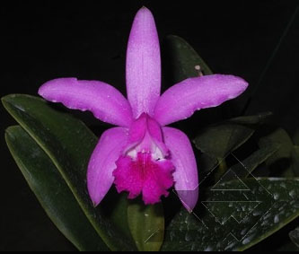 Фото орхидеи C. intermedia sanguinea 'do Padre Vitus'