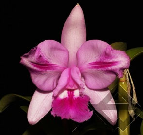Фото орхидеи C. intermedia flamea 'BF-96'