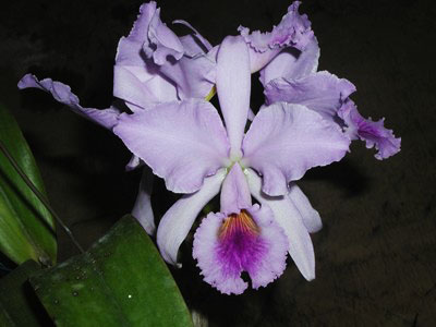 Фото орхидеи C. jenmaniii caerulea 'Pedra Azul'