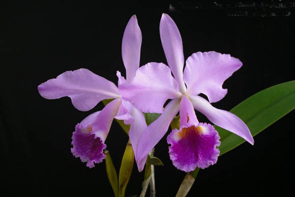 Фото орхидеи C. jenmanii orlata 'Pacaraima'