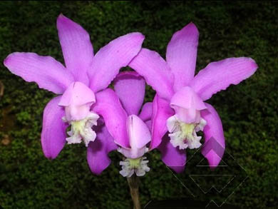 Фото орхидеи C. kerrii 'Itapebí'