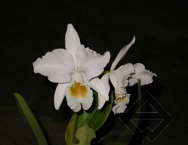 Фото орхидеи Cattleya labiata alba