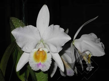 Фото орхидеи Cattleya labiata roxo bispo 'Urbano'