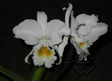 Фото орхидеи Cattleya labiata alba 'Jassira'