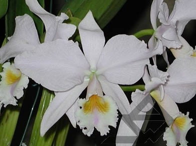 Фото орхидеи C. labiata amesiana concolor 'Serra Negra'