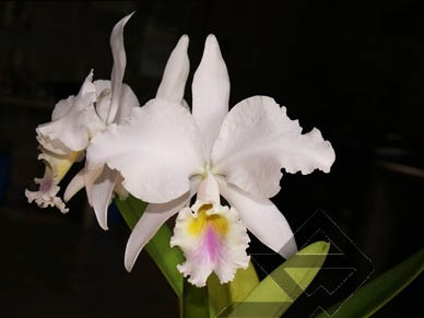 Фото орхидеи C. labiata amoena 'Preciosa'