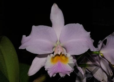 Фото орхидеи C. labiata amesiana 'Super Star'