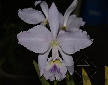 Фото орхидеи C. labiata caerulea 'Bastião'