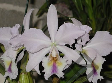 Фото орхидеи C. labiata caerulea 'Lourival'