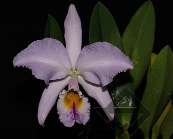 Фото орхидеи C. labiata caerulescens 'Da. Norma Dreher'